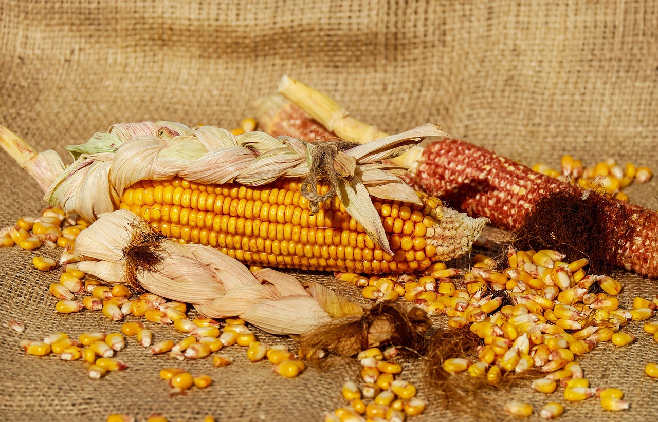 Zastosowanie kukurydzy gniecionej w żywieniu zwierząt hodowlanych